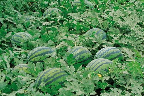 盐山网红吃瓜群微信号是多少,微信号背后的神秘世界